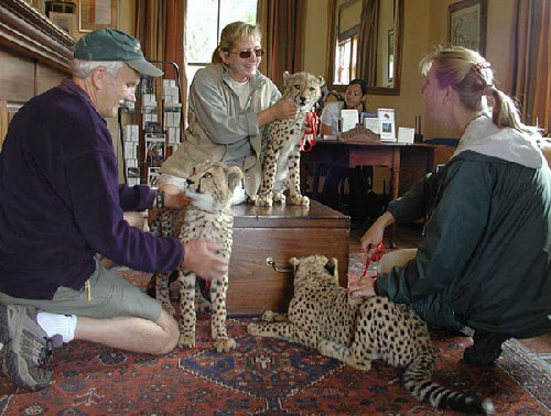 Cheetah Outreach cheetah education