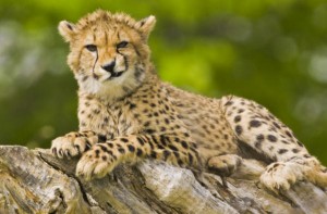 cheetah-smirking