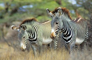 zebra-samburu